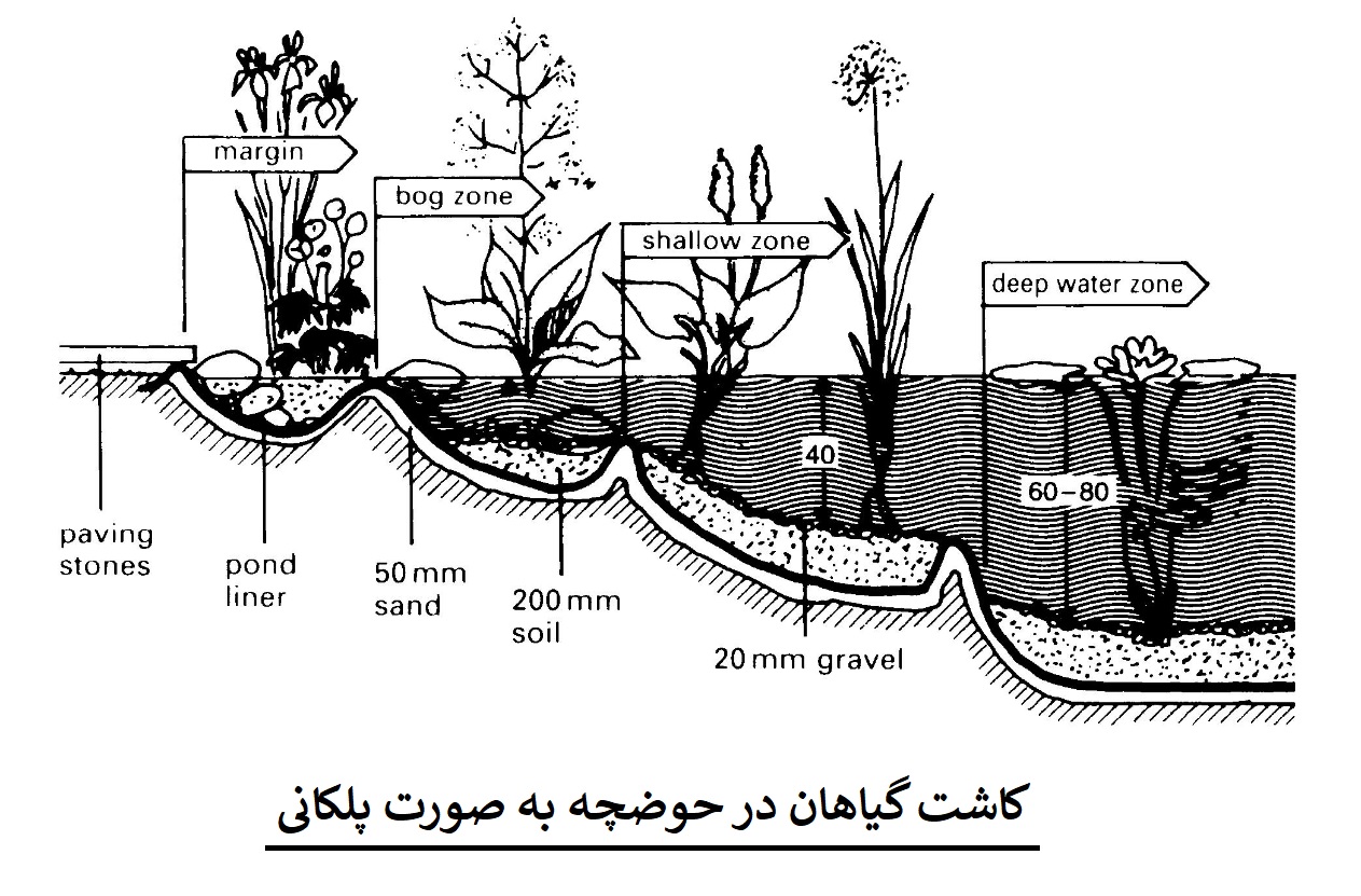 کاشت در حوضچه
